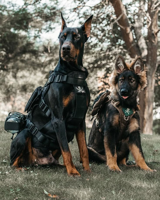 Tactical Dog Harness Pet  K9 Training Vest All Breeds Dogs Clippin Paws